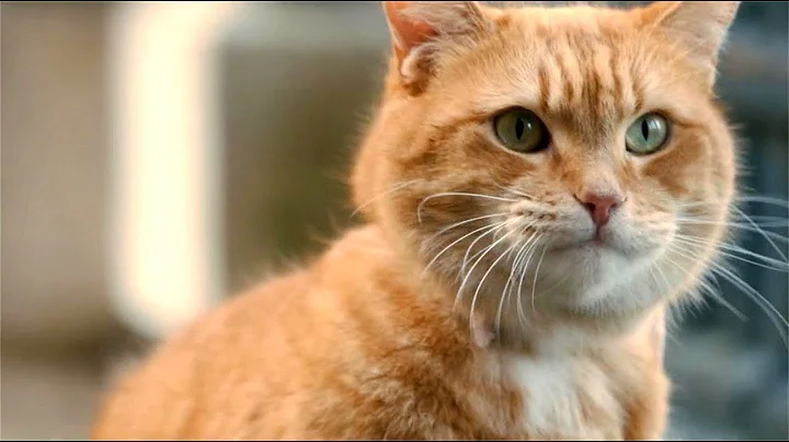 一个无家可归的流浪汉，捡到了一只能帮他挣钱的猫，根据真实事件改编的暖心电影《流浪猫鲍勃》